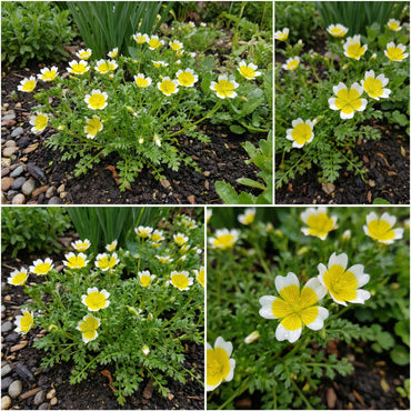 Limnanthes Douglasii Flower Seeds for Planting in White and Yellow  Seed for Lush Blooms and Vibrant Gardens