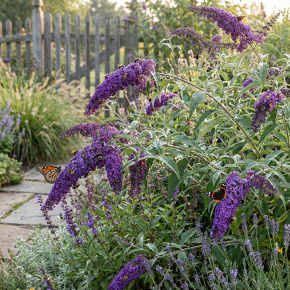 Buddleia Flower Seeds for Planting - Mixed Varieties