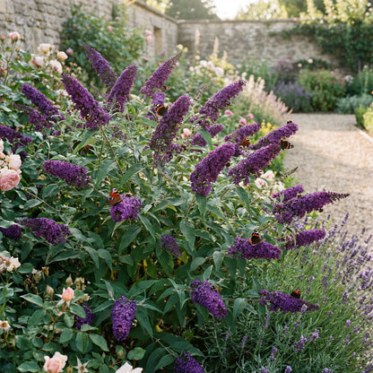 Buddleia Flower Seeds for Planting - Mixed Varieties