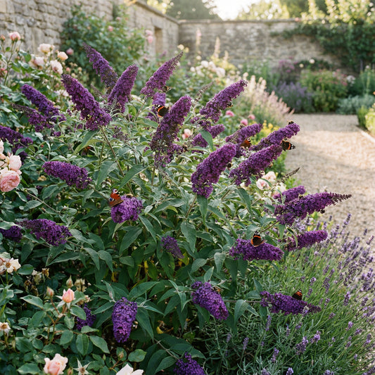 Buddleia Flower Seeds for Planting - Mixed Varieties