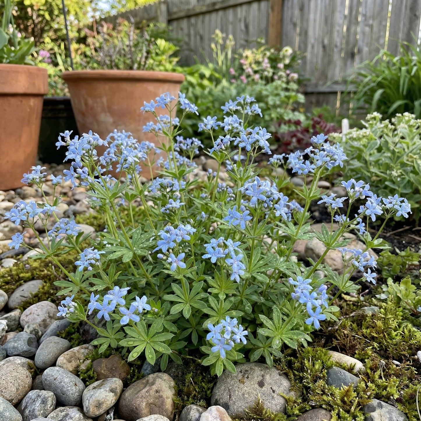 Blue Woodruff Seeds for Planting