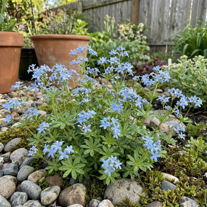 Blue Woodruff Seeds for Planting