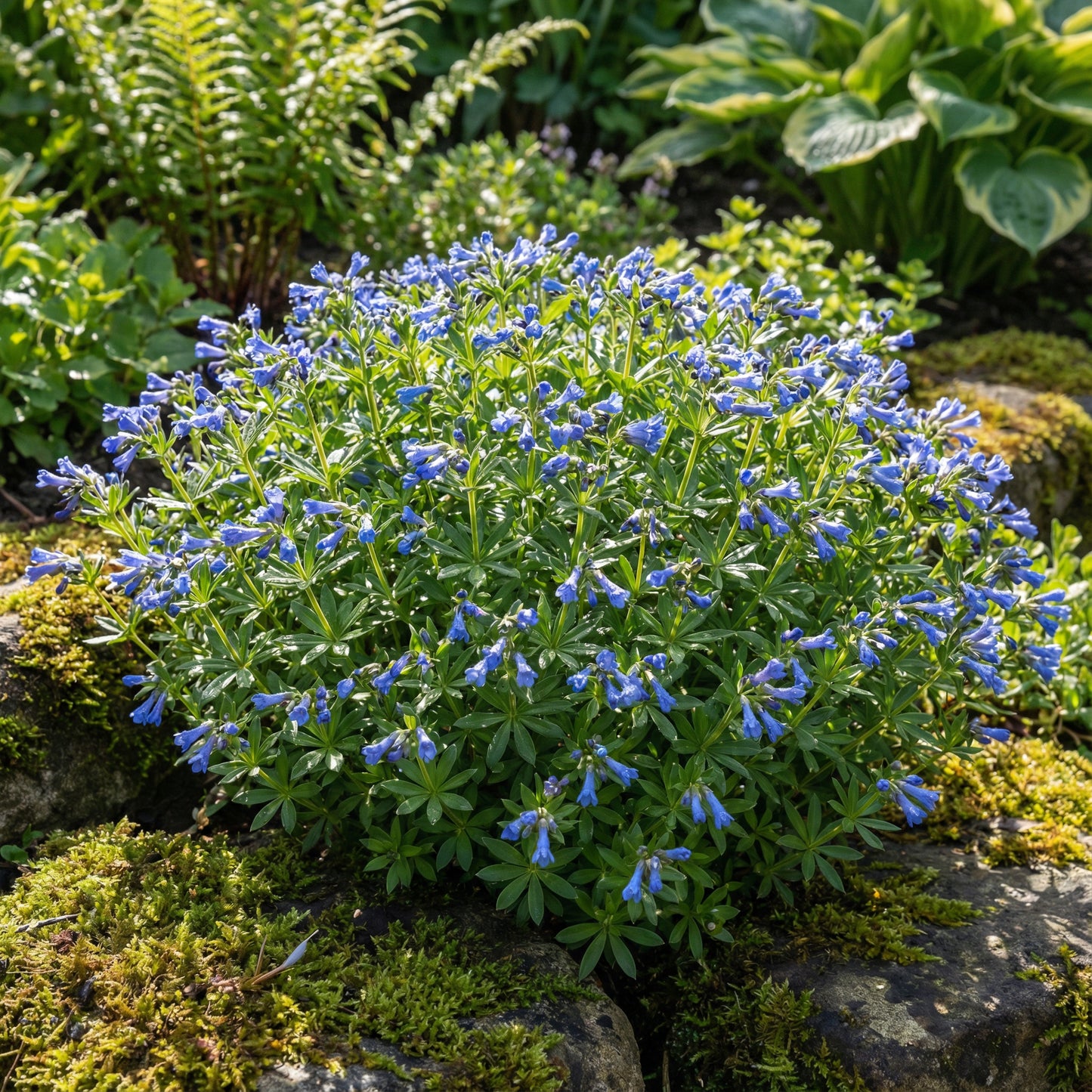 Blue Woodruff Seeds for Planting