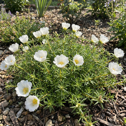 White Portulaca Grandiflora Seeds for Planting  Beautiful Annual Flowers