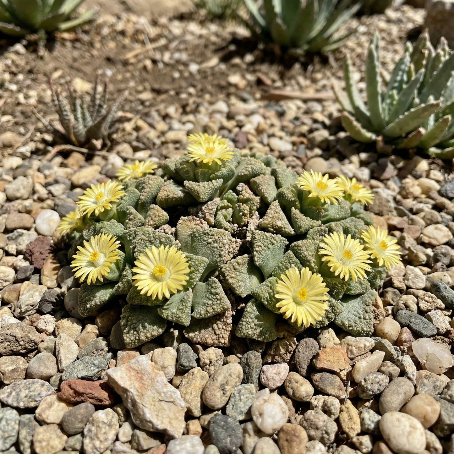 Titanopsis Fulleri Seeds for Easy Planting