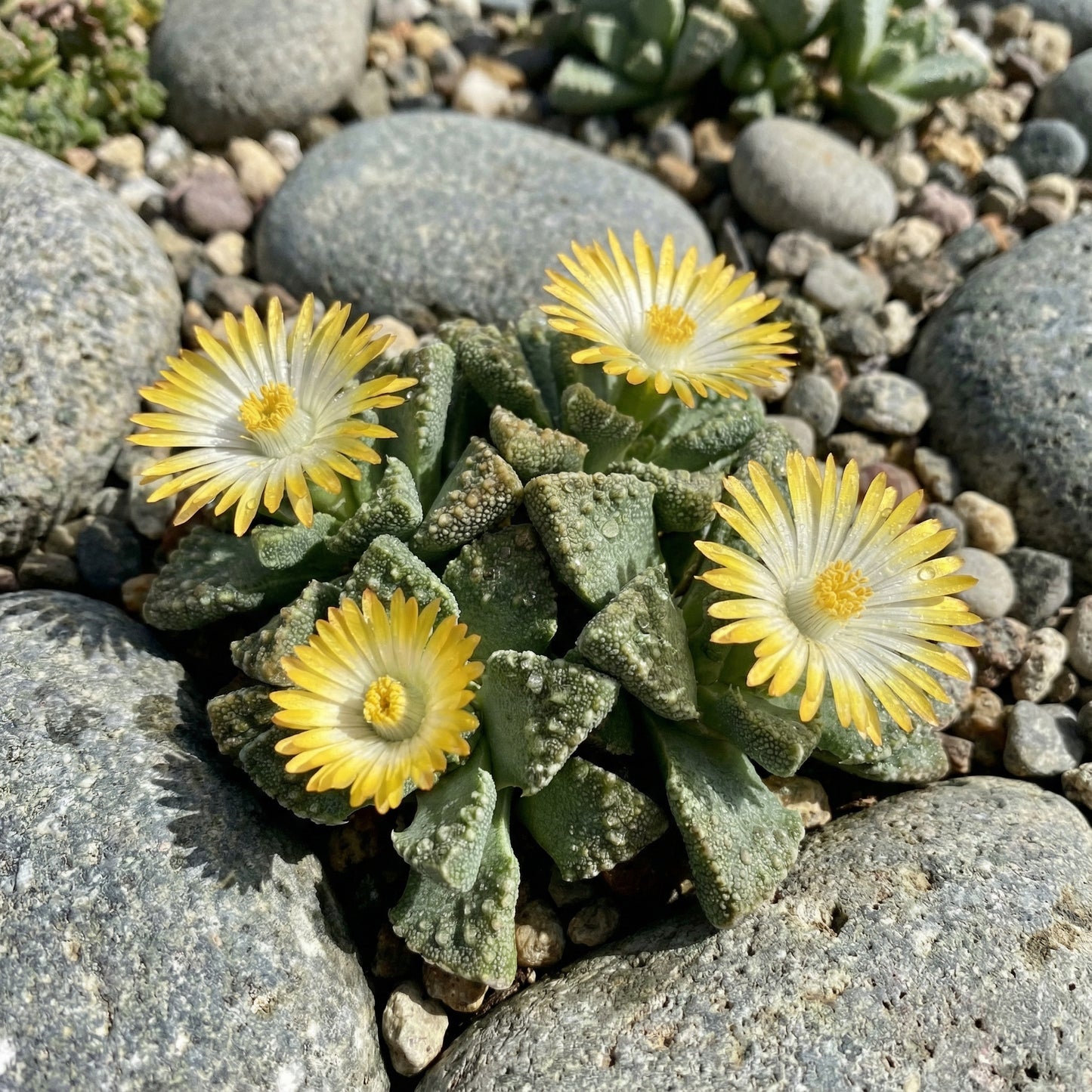 Titanopsis Fulleri Seeds for Easy Planting