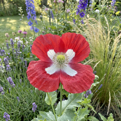 Red Yellow Danish Flag Flower Seeds for Planting  Vibrant Annuals for a Colorful Garden