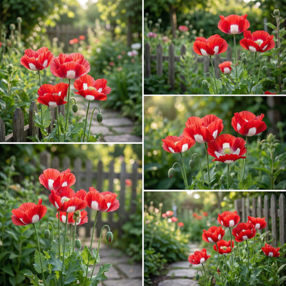 Red Yellow Danish Flag Flower Seeds for Planting  Vibrant Annuals for a Colorful Garden