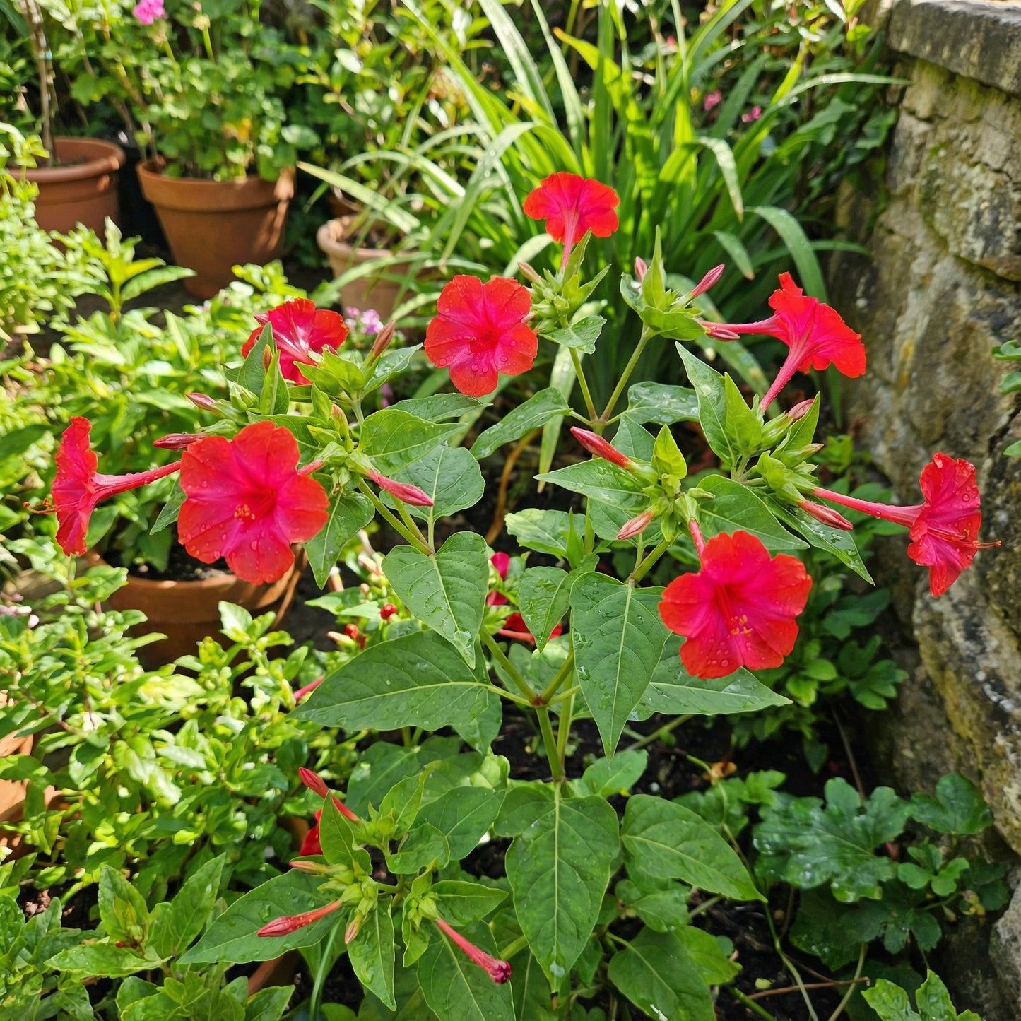 Red Mirabilis Scarlet Flower Seeds for Summer Planting