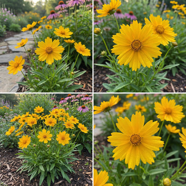 Yellow Coreopsis Lance Flower Planting  Seeds for Bright, Cheerful Blooms in Your Garden
