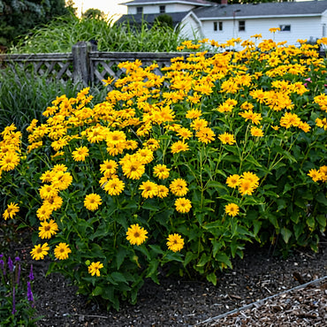 Gelbe Heliopsis-Blumensamen zur Verschönerung Ihres Außenbereichs