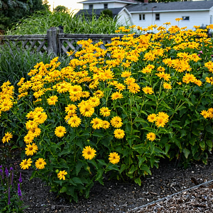 Gelbe Heliopsis-Blumensamen zur Verschönerung Ihres Außenbereichs