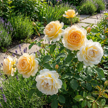 Gelbe und weiße Rosensamen für schöne Bepflanzung