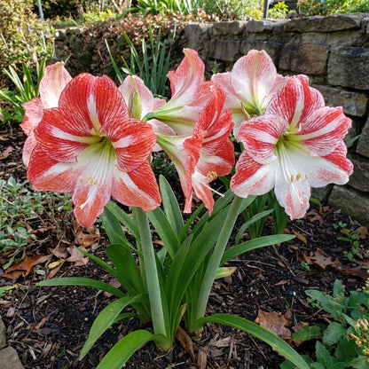 Red White Echte Amaryllis Zwiebeln Flower