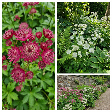 Astrantia Flower Seeds in White and Pink for Easy Planting
