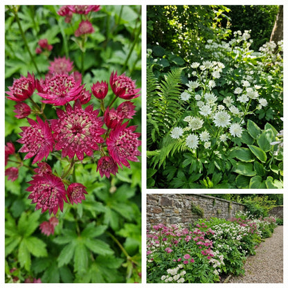 Astrantia Flower Seeds in White and Pink for Easy Planting