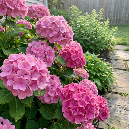 Lush Deep Pink Hydrangea Flower Seeds for Planting
