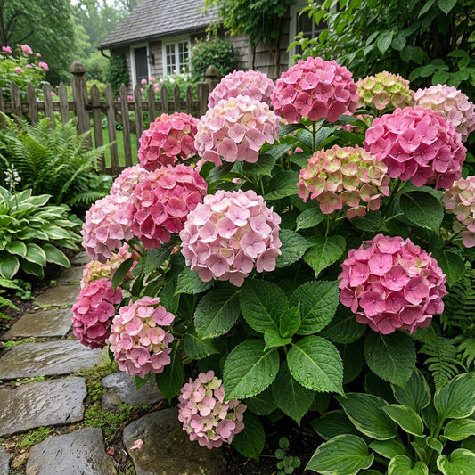 Lush Deep Pink Hydrangea Flower Seeds for Planting