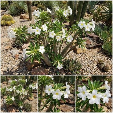 White Pachypodium Lamerei Plant Seeds for Gardening Enthusiasts: Ideal for Tropical Landscaping and Indoor Decoration