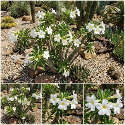 White Pachypodium Lamerei Plant Seeds for Gardening Enthusiasts: Ideal for Tropical Landscaping and Indoor Decoration