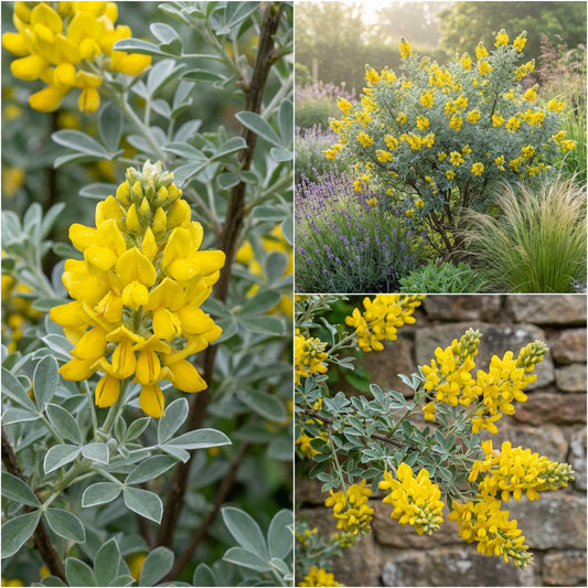 Cytisus Battandieri Flower Seeds for Vibrant Garden Beautification - Seeds for Stunning Yellow Blossoms