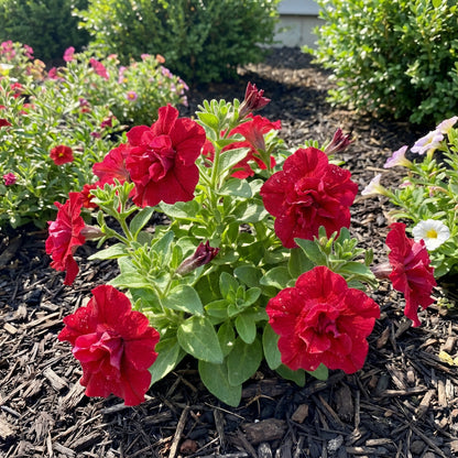 Double Madness Petunia Red Flower Planting Seeds - Vibrant Annual Seeds for Stunning Summer Blooms