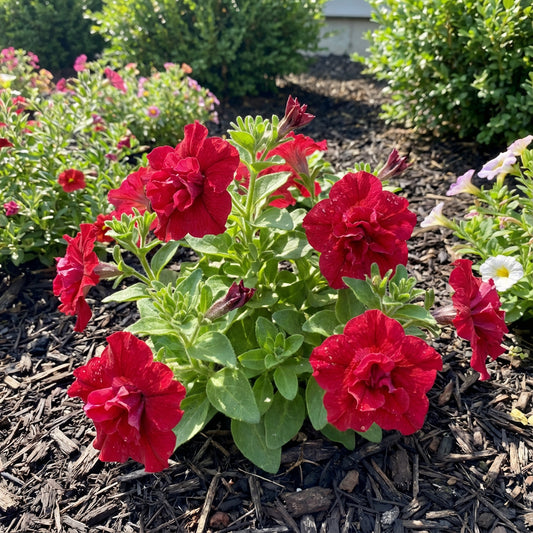 Double Madness Petunia Red Flower Planting Seeds - Vibrant Annual Seeds for Stunning Summer Blooms