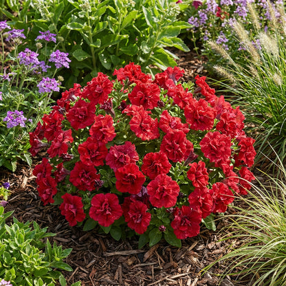 Double Madness Petunia Red Flower Planting Seeds - Vibrant Annual Seeds for Stunning Summer Blooms