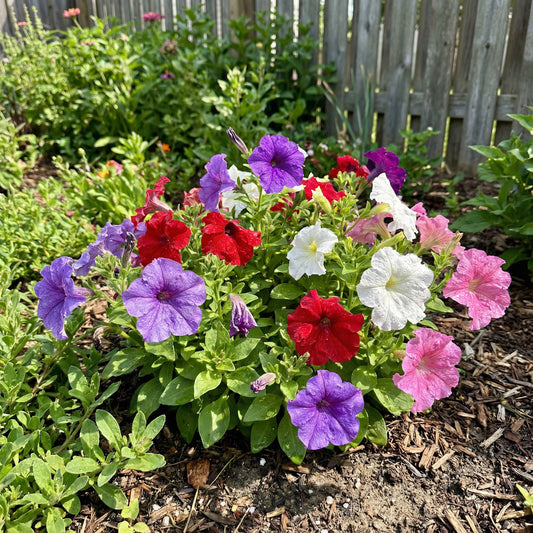 Petunia Mix Seeds for Planting  Colorful Annual Flowers