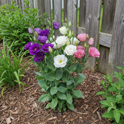 Eustoma Mix Flower Planting Seeds - Vibrant Blooms for Your Garden