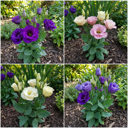 Eustoma Mix Flower Planting Seeds - Vibrant Blooms for Your Garden