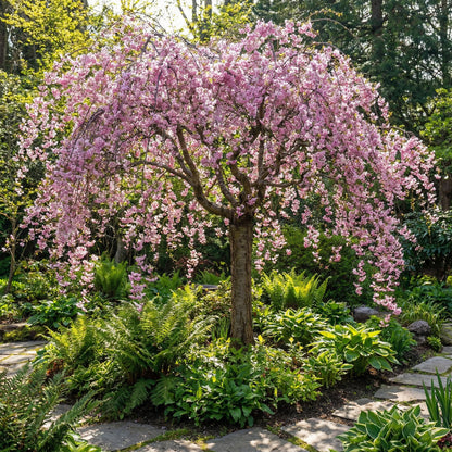 Weeping Pink Flower Seeds for Planting - Enhance Your Garden