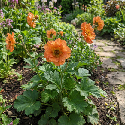 Geum Flower Planting Seeds  Vibrant Perennial Blooms for Your Garden