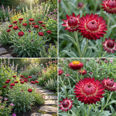 Helichrysum Red Bracteatum Flower Seeds for Planting  Vibrant Annuals