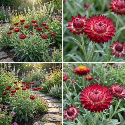 Helichrysum Red Bracteatum Flower Seeds for Planting  Vibrant Annuals