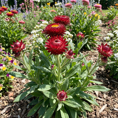 Helichrysum Red Bracteatum Flower Seeds for Planting  Vibrant Annuals