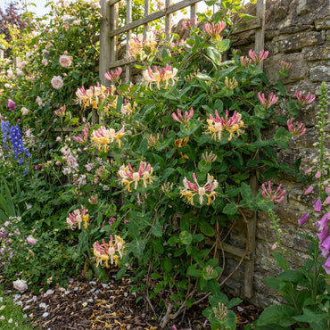 Honeysuckle Lonicera Seeds for Planting - Vibrant Flowering Plant