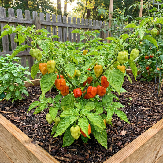 Jamaican Scotch Bonnet Pepper Seeds for Planting  Hot Pepper Variety