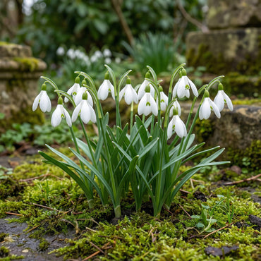 Nivalis Flower Seeds for Planting - Vibrant Blooms for Your Garden