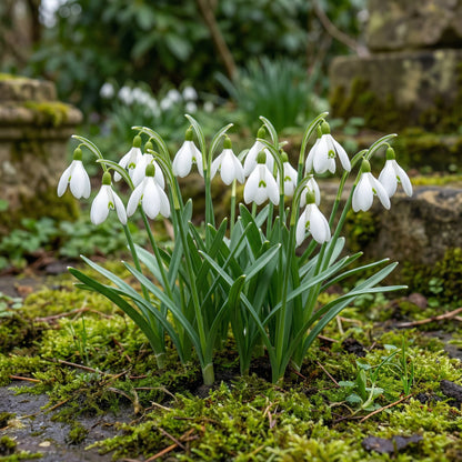 Nivalis Flower Seeds for Planting - Vibrant Blooms for Your Garden