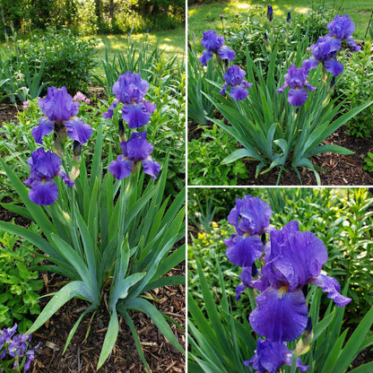 Blue Iris Seeds for Planting