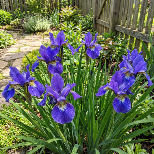 Blue Iris Seeds for Planting