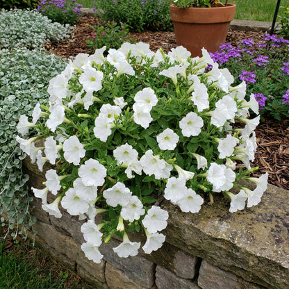 Petunia Wave White Flower Seeds for Planting  Perfect for Vibrant Gardens