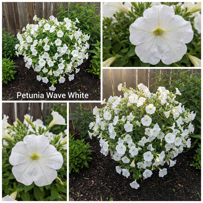 Petunia Wave White Flower Seeds for Planting  Perfect for Vibrant Gardens