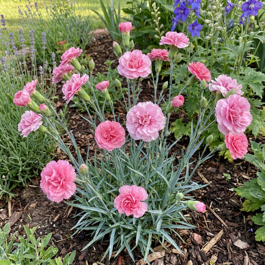 Carnations Pink Flower Planting Seeds for a Colorful Garden