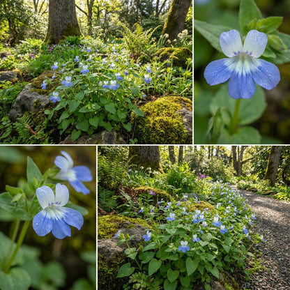 Collinsia Verna Flower Planting Seeds - Vibrant Annual Seeds for Colorful Gardens