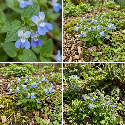 Collinsia Verna Flower Planting Seeds - Vibrant Annual Seeds for Colorful Gardens