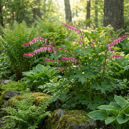 Bleeding Heart Flower Seeds for Planting