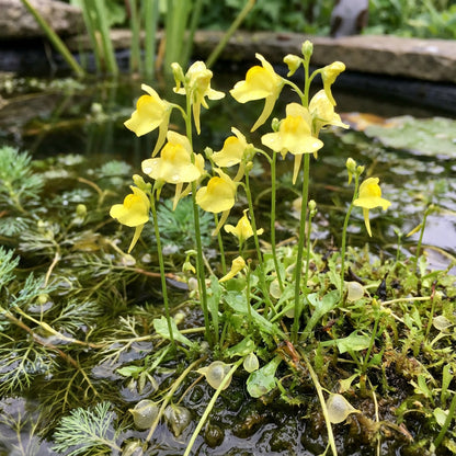 Bladderwort Flower Seeds for Planting  Grow Unique Aquatic Blooms