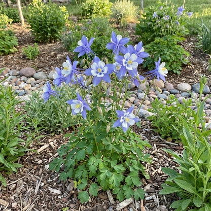 Colorado Blue Flower Seeds for Planting  Brighten Your Garden with Stunning Blooms